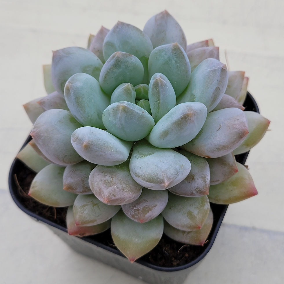 Thumbnail: Echeveria Monroe Baby 