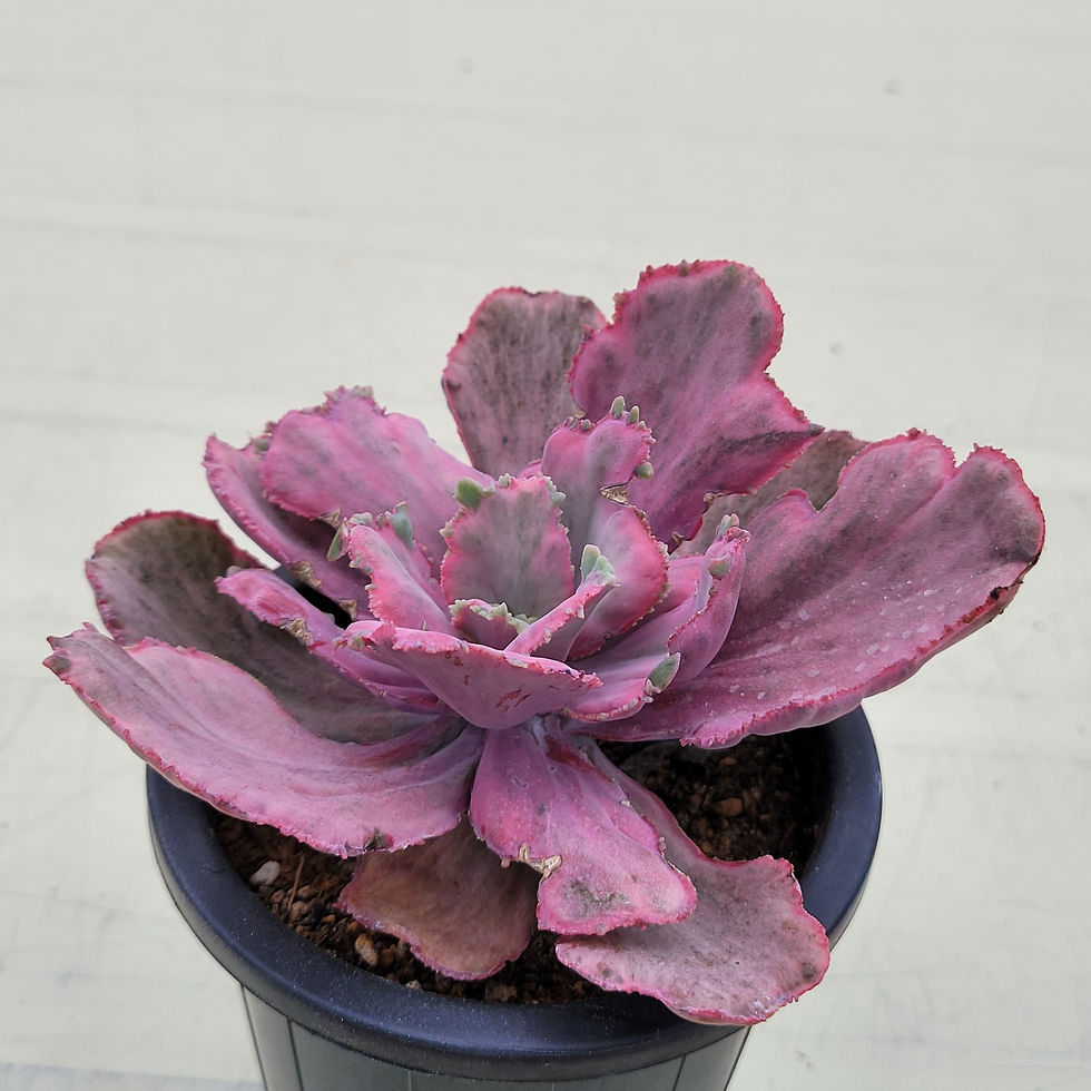 Thumbnail: Echeveria Red Chantilly 'Dragon Fin' variegated 