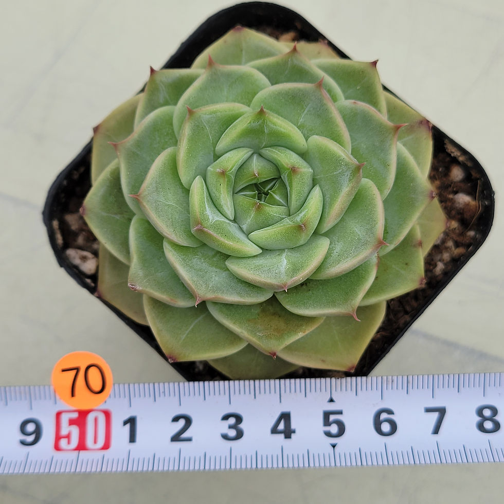 Thumbnail: Echeveria Purple Jadeite 