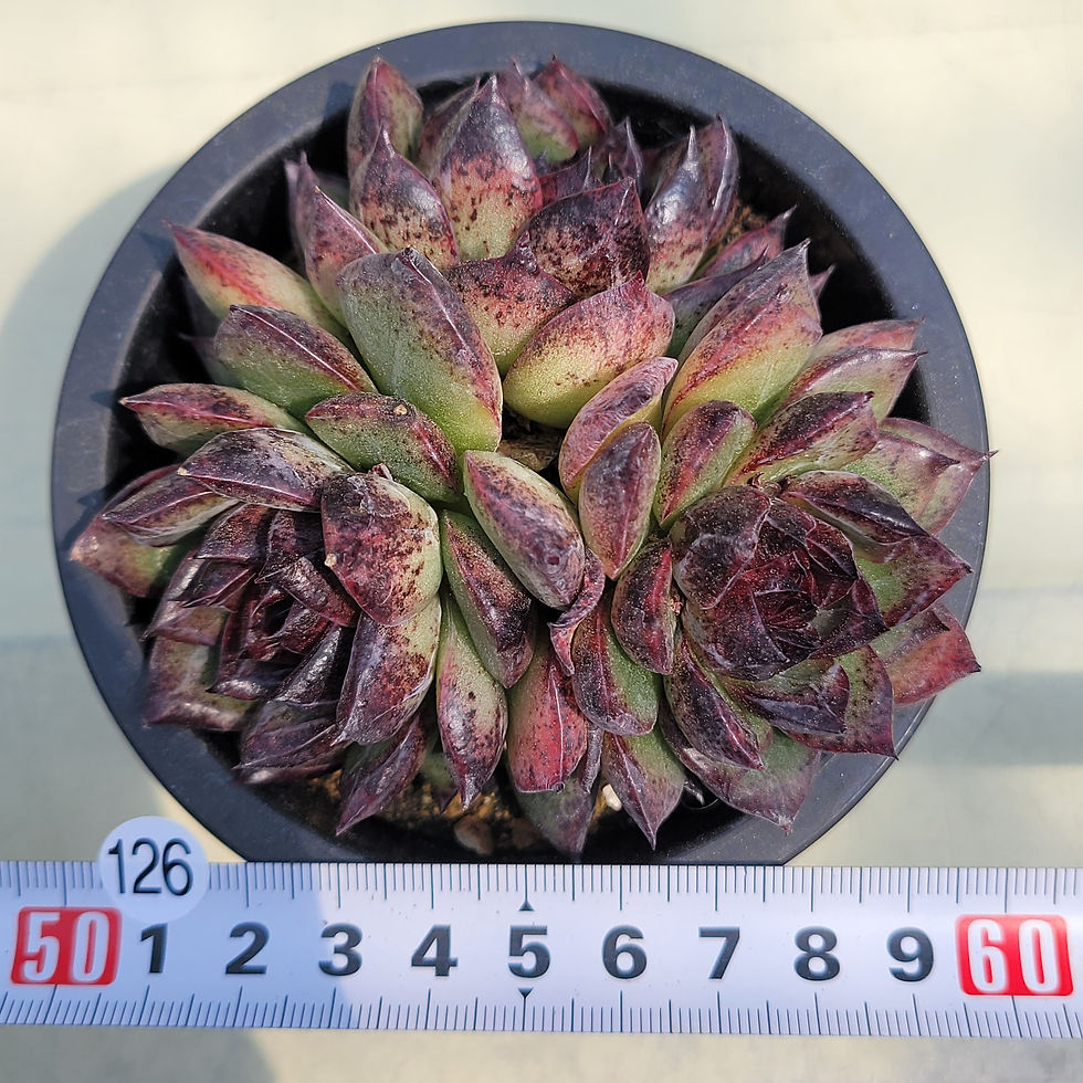 Thumbnail: Echeveria Black Bear 