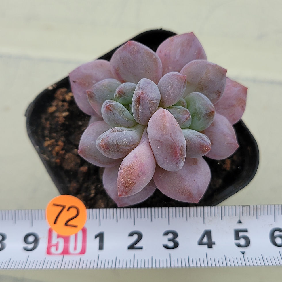Thumbnail: Echeveria Monroe Baby 