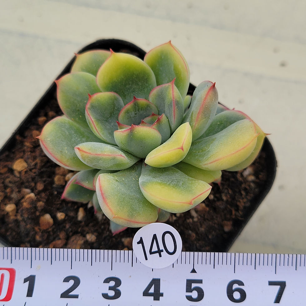 Thumbnail: Echeveria Pulidonis variegated 
