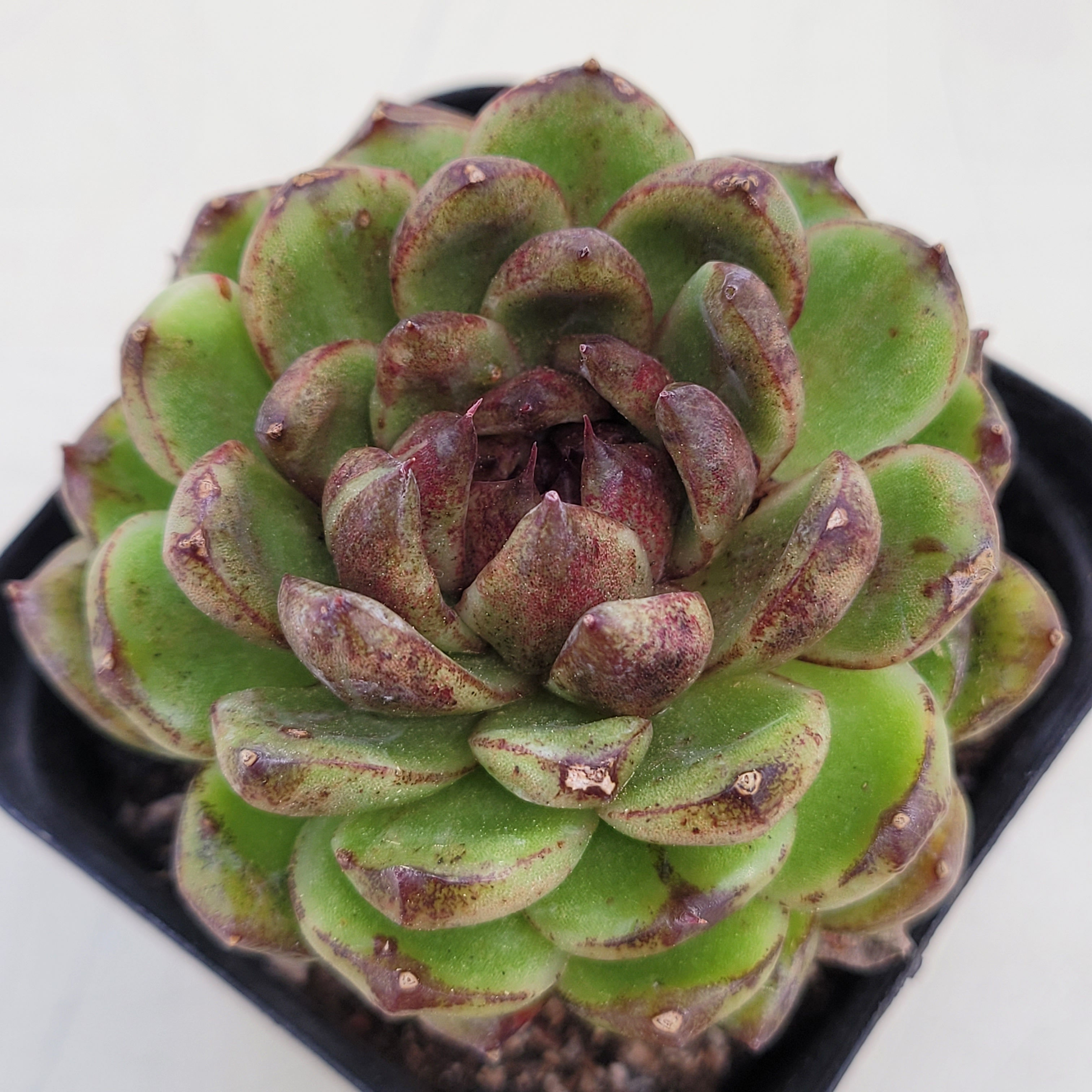 Echeveria Pushke 