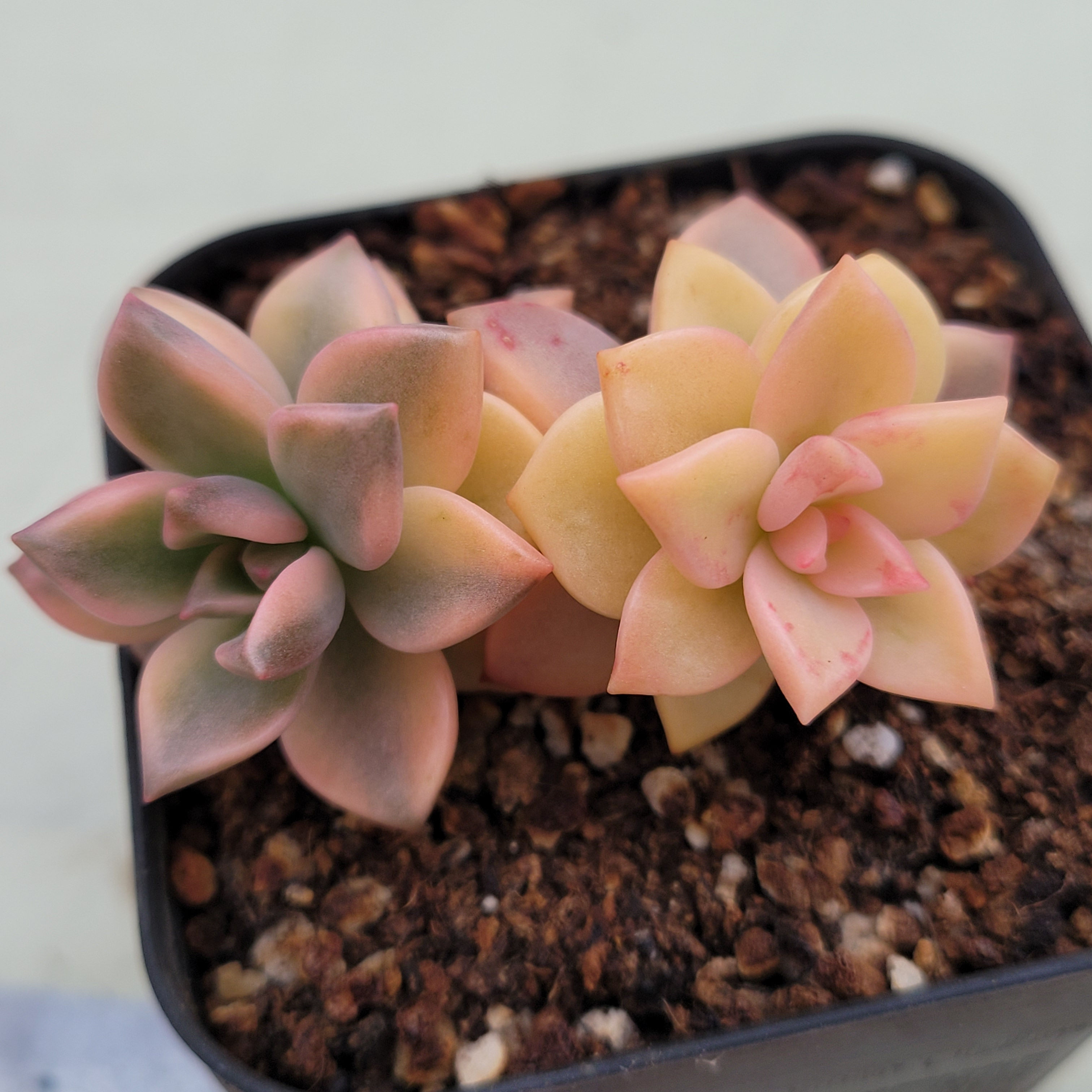 Graptoveria Armanz variegated 