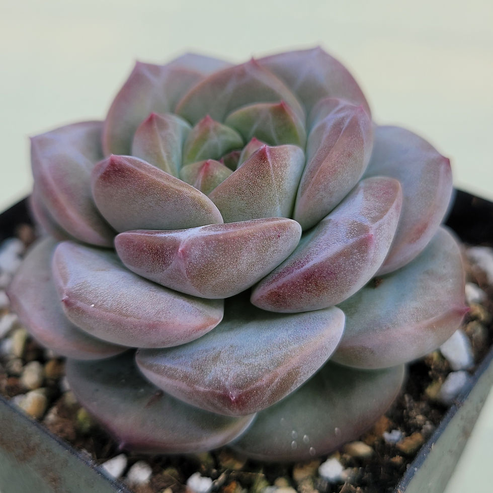 Thumbnail: Echeveria Lemon Fresh 