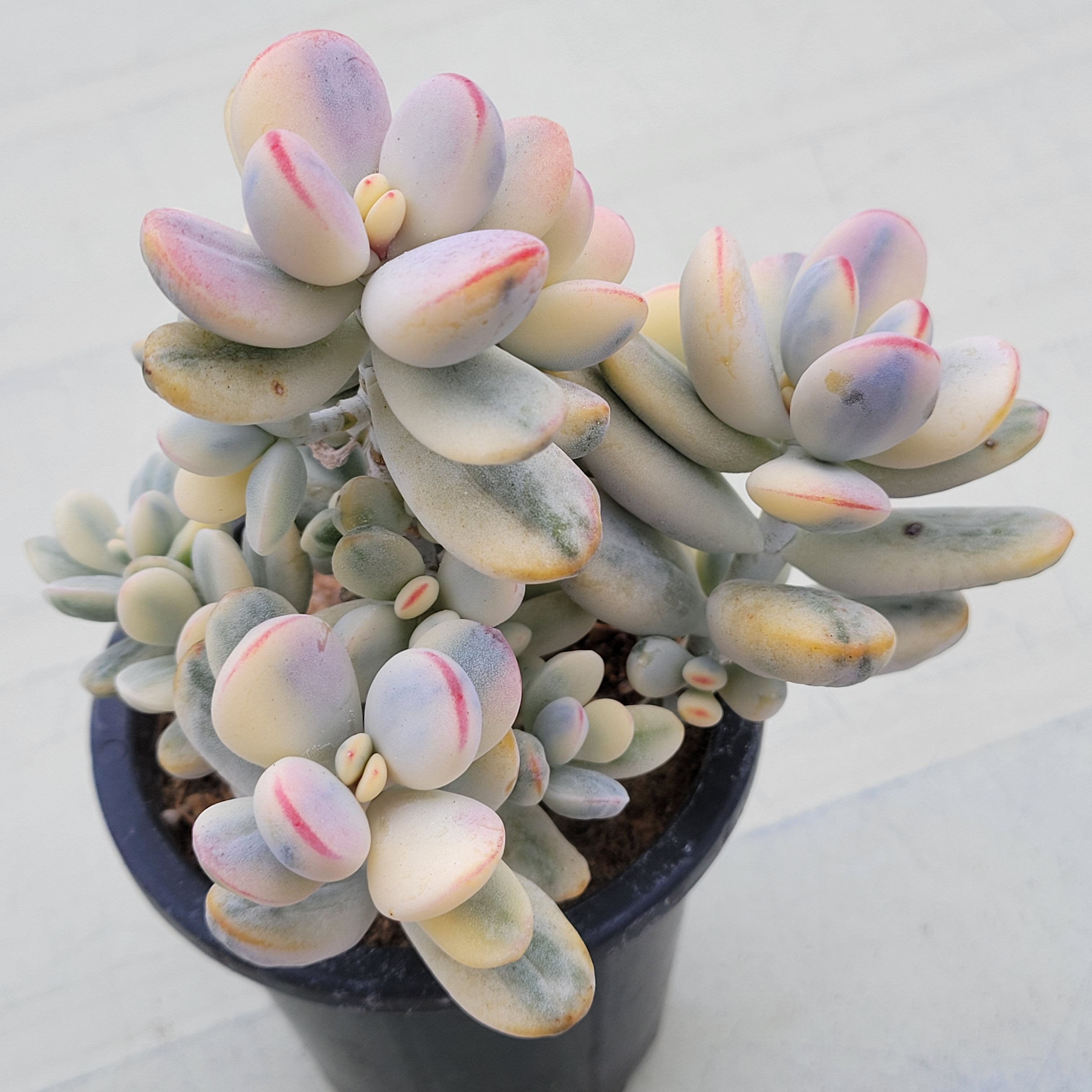 Cotyledon Orbiculata cv variegated 