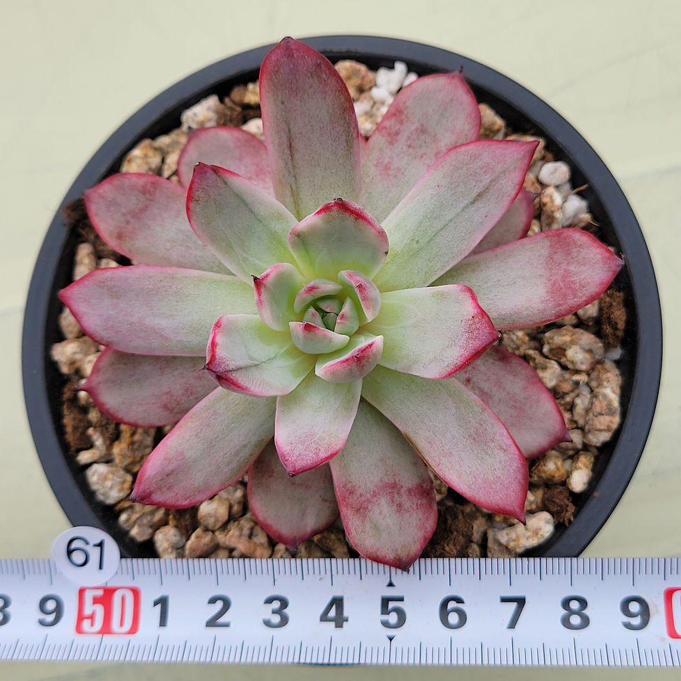 Thumbnail: Echeveria Uranus variegated 