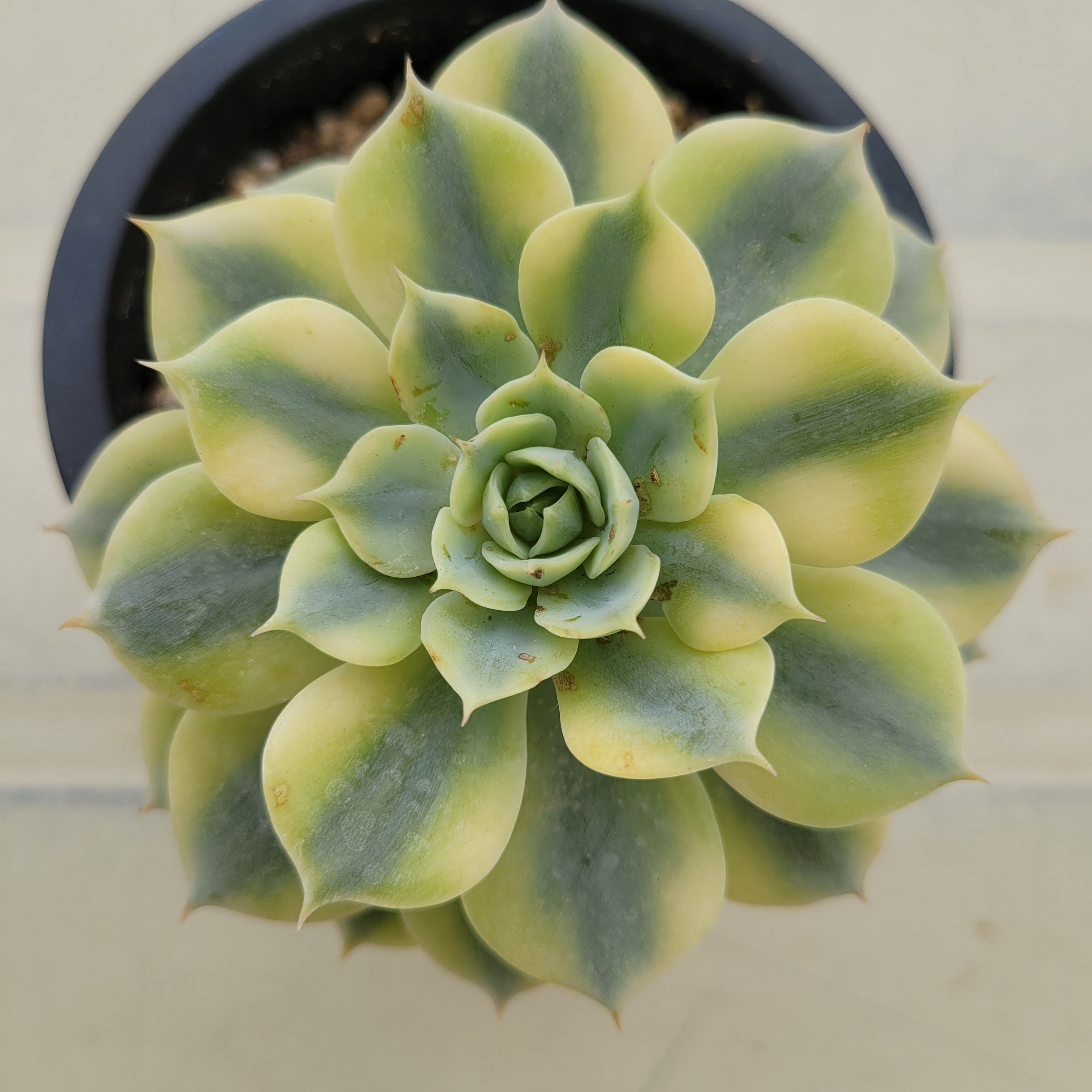 Echeveria Bluete variegated 