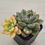 Thumbnail: Echeveria Arze variegated 