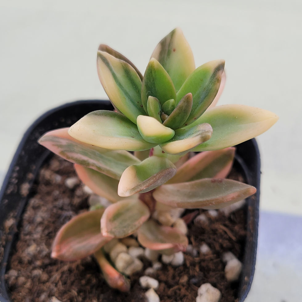 Thumbnail: Sedeveria Pat's Pink variegated 