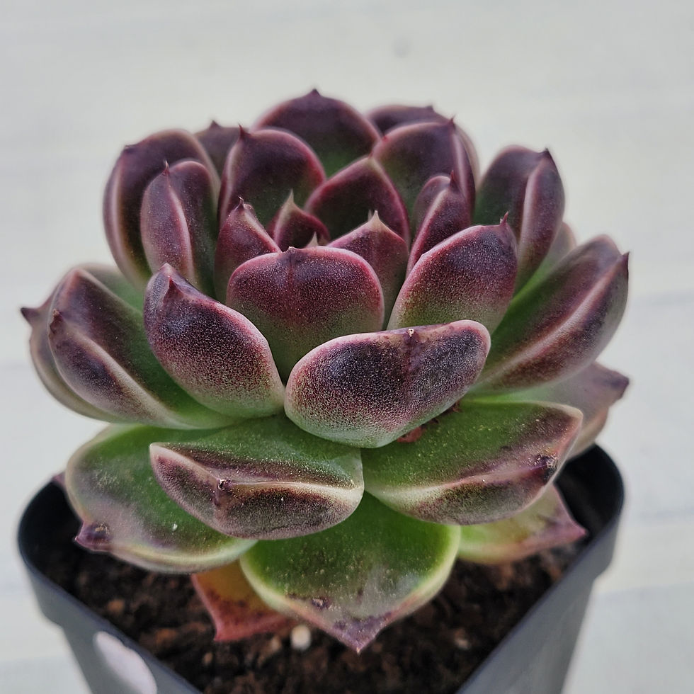 Thumbnail: Echeveria Pushke 