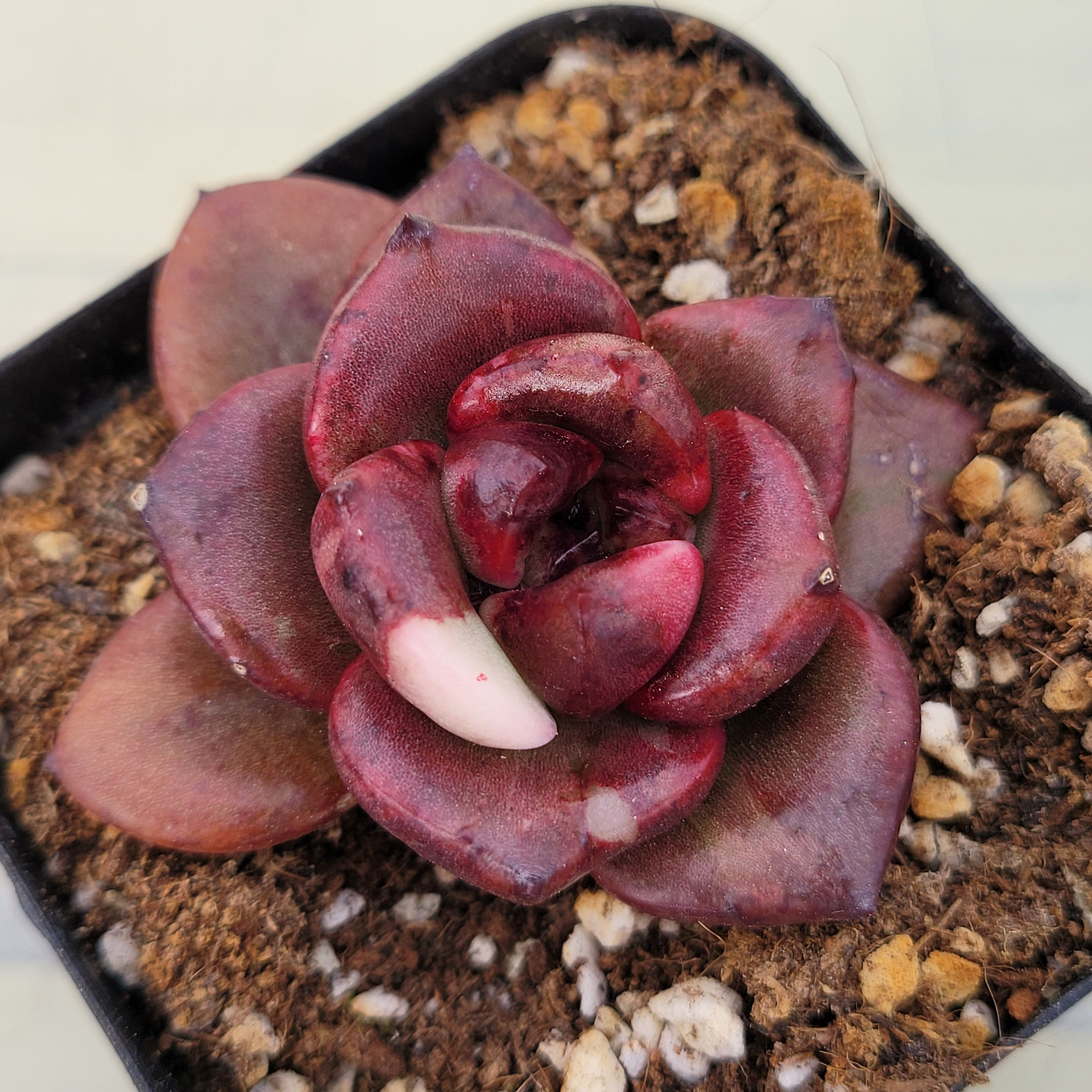 Echeveria Amateras variegated 