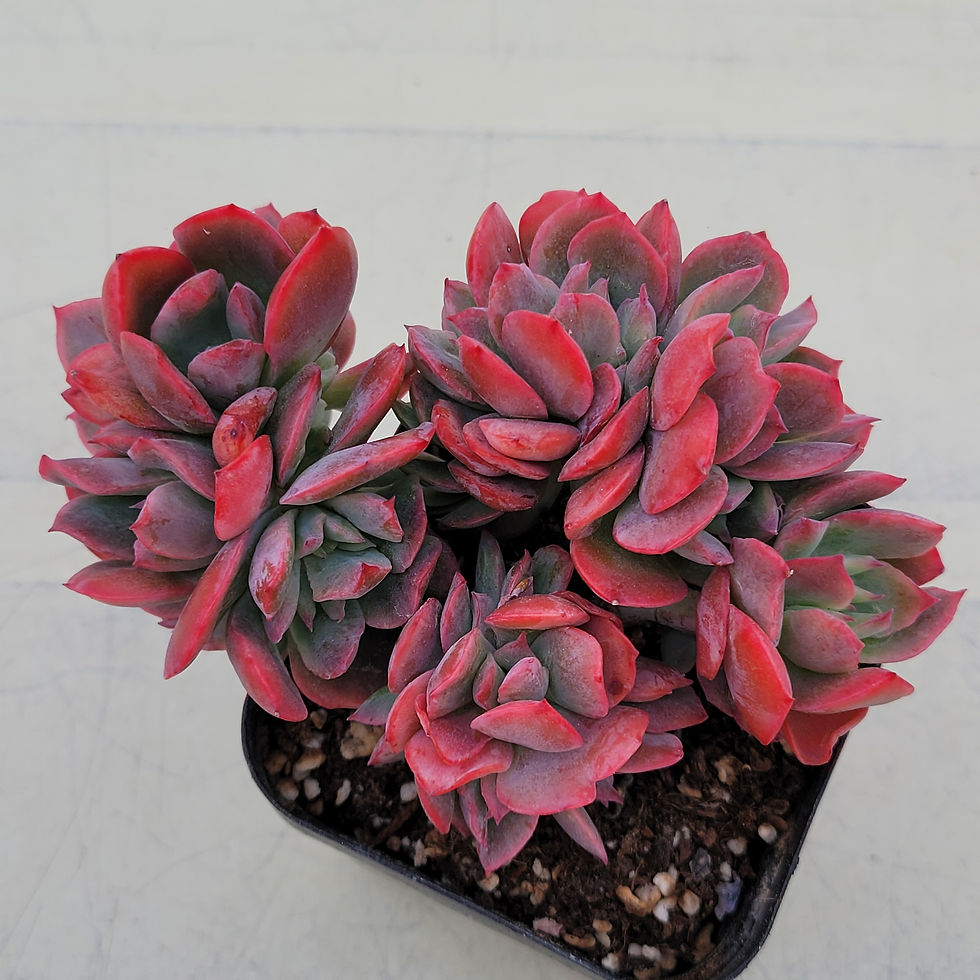Thumbnail: Echeveria Luella 