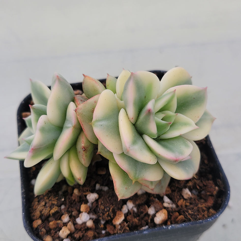 Thumbnail: Sedeveria Rolly variegated 