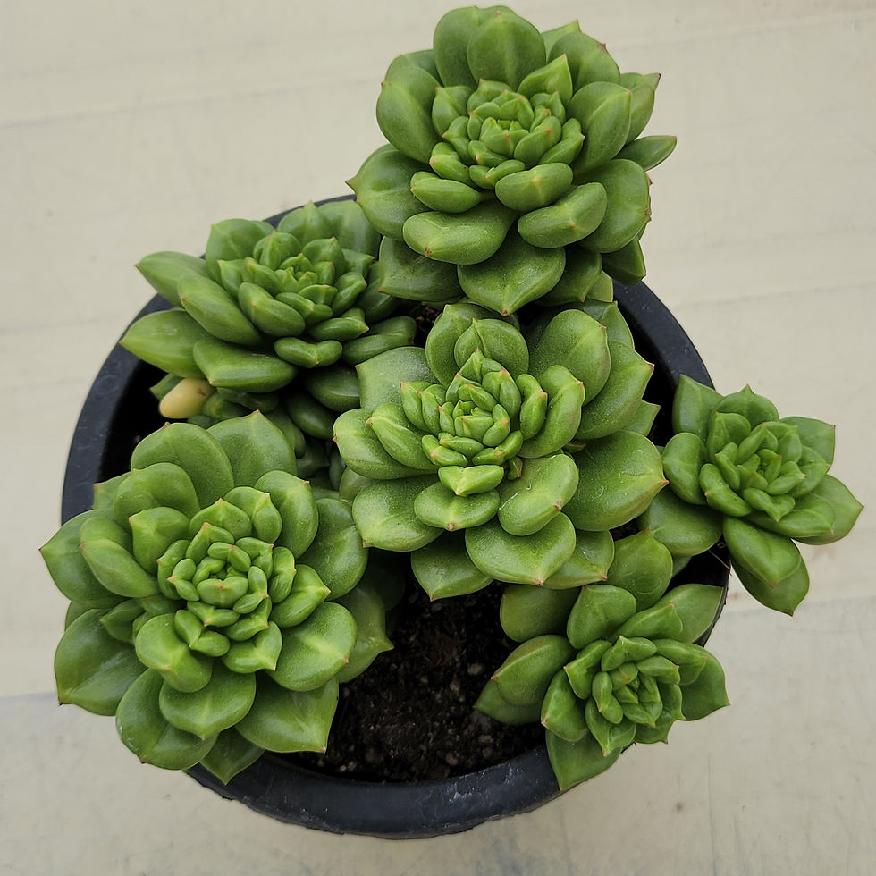Thumbnail: Sedeveria Apple Flowers 