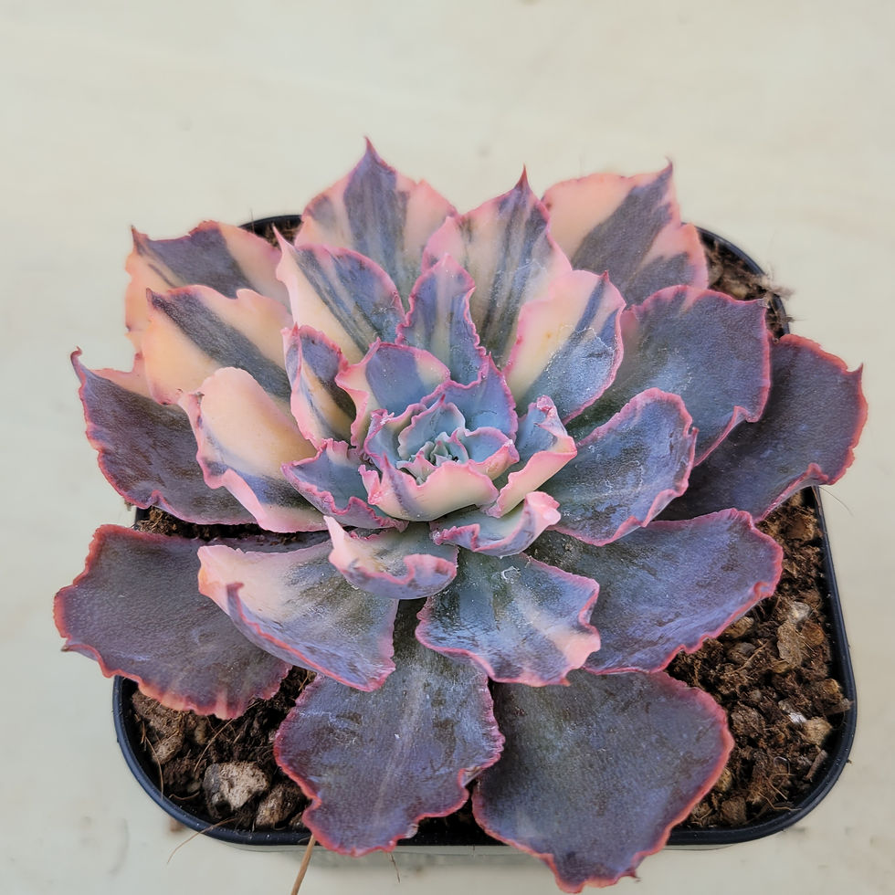 Thumbnail: Echeveria Firenze variegated 