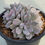 Thumbnail: Echeveria Pink Zaragosa variegated 