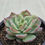 Thumbnail: Echeveria Suryon variegated 