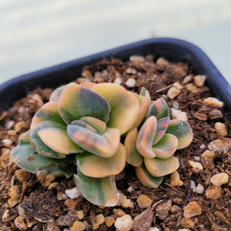 Thumbnail: Crassula Violetta variegated 