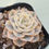 Thumbnail: Echeveria Glauca variegated 