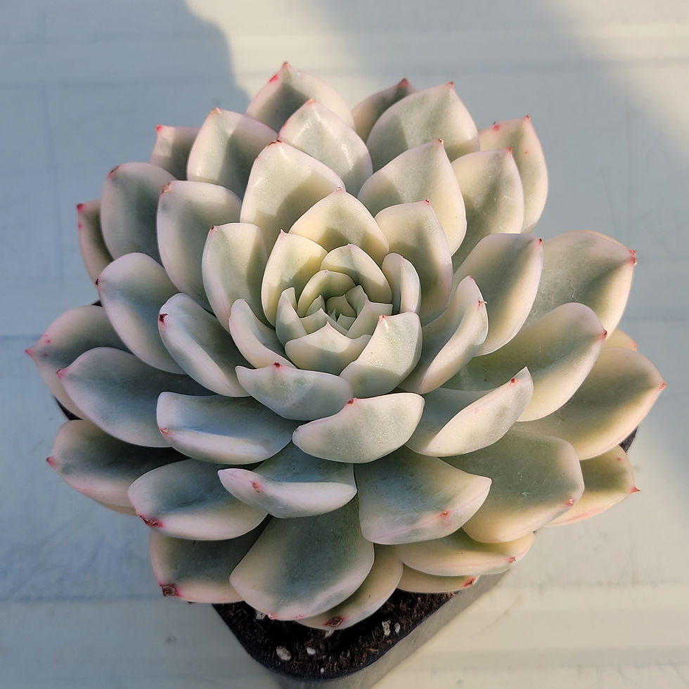 Echeveria Moon Fairy white variegated 