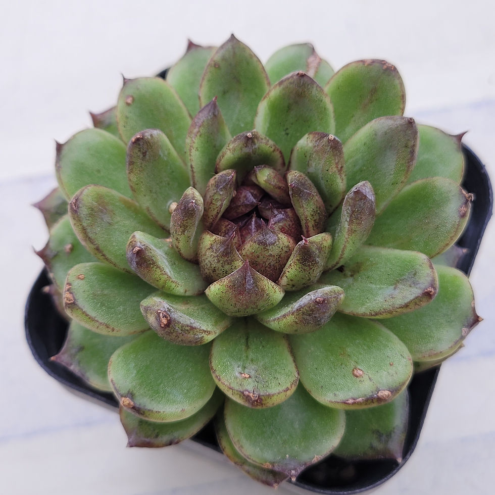 Thumbnail: Echeveria Pushke 