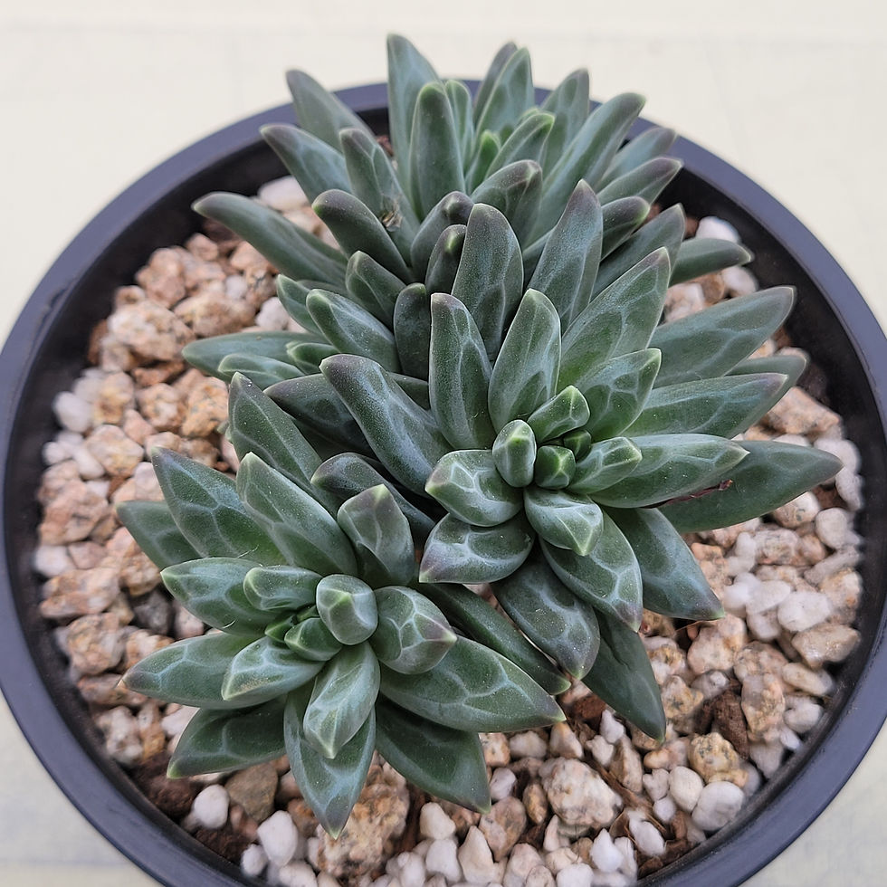 Thumbnail: Pachyphytum Icarus 