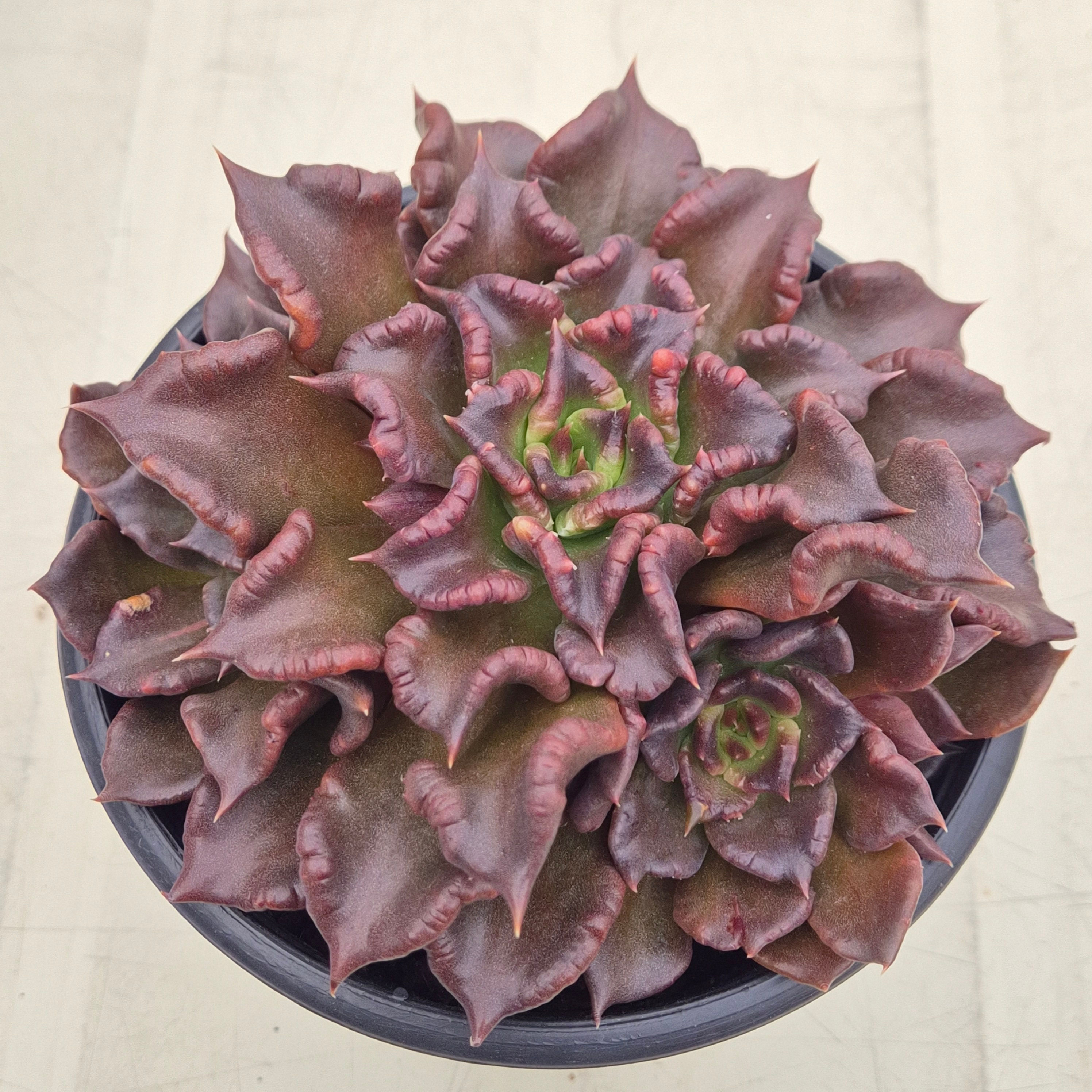 Echeveria Black Madiba cluster 