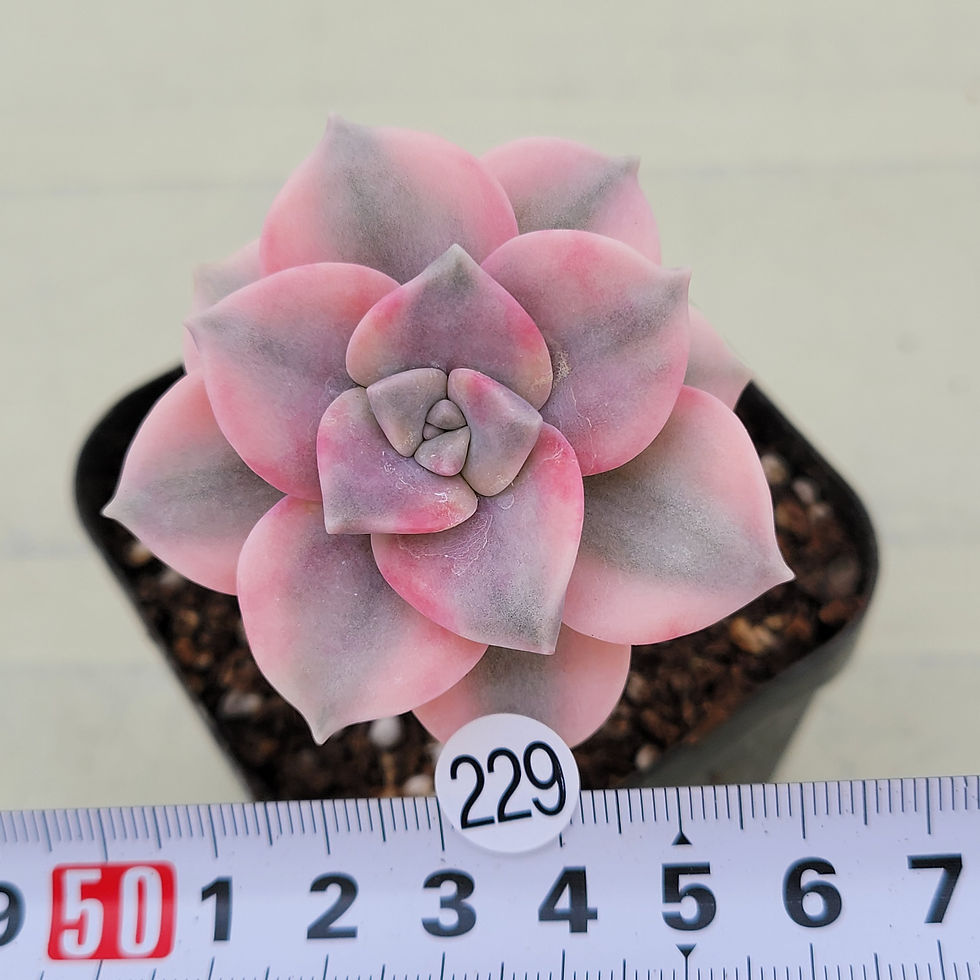 Thumbnail: Graptopetalum Purple Delight variegated 