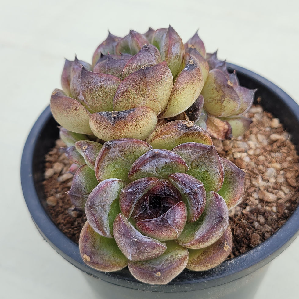 Thumbnail: Echeveria Zenith cluster 
