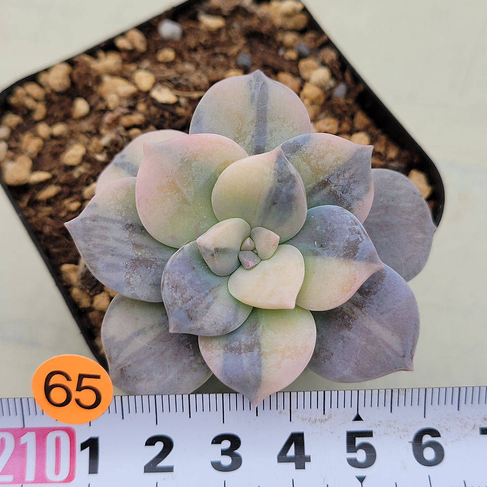 Thumbnail: Graptopetalum Pentandrum Superbum variegated 