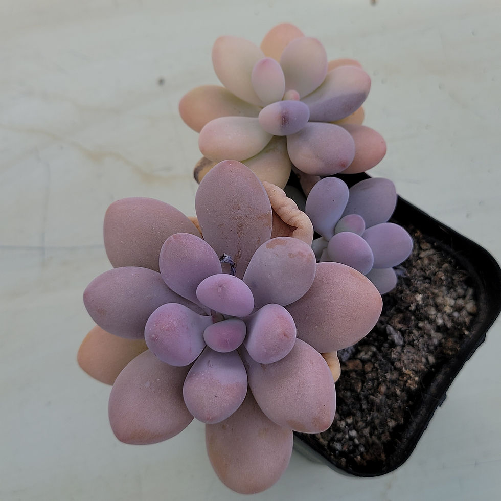Thumbnail: Graptopetalum Amethystinum variegated 