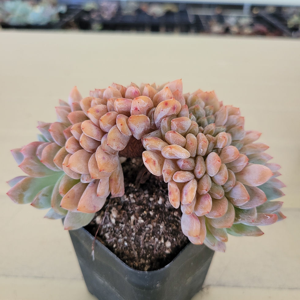 Thumbnail: Echeveria Orange Monroe cristata 