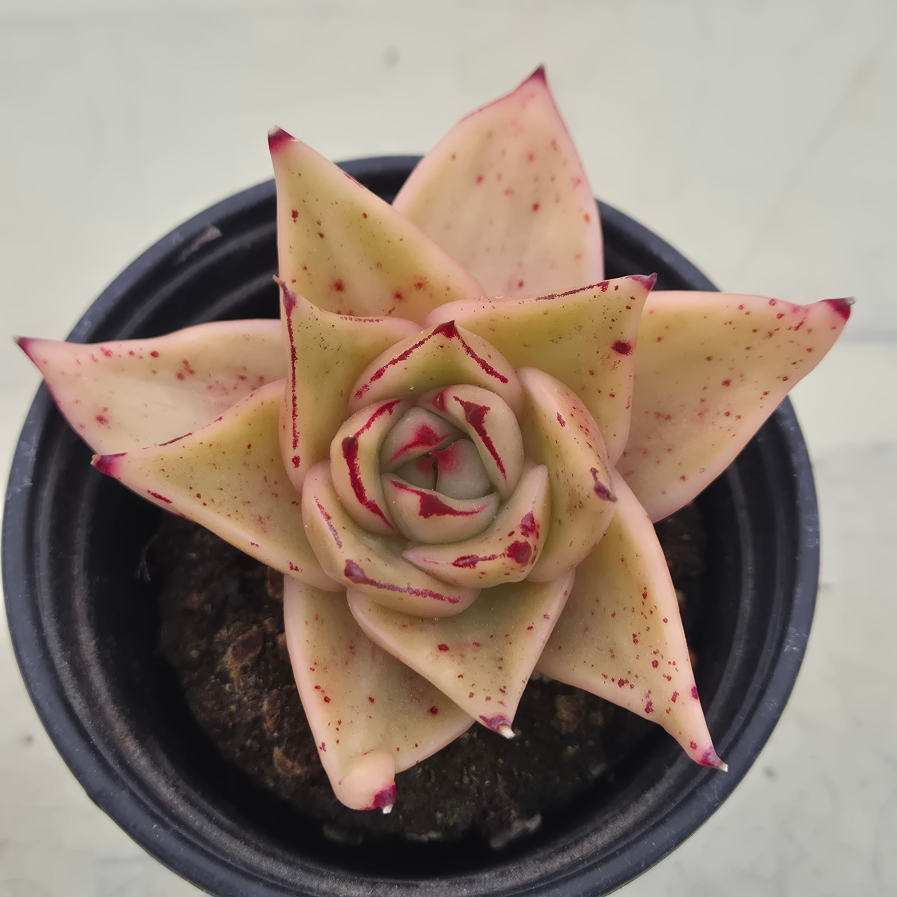 Echeveria Jade Star variegated 