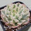 Thumbnail: Echeveria Snow Flying variegated 