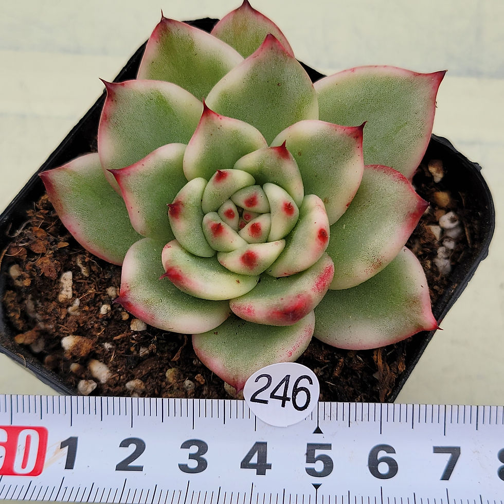 Thumbnail: Echeveria Agavoides Amestro variegated 