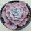 Thumbnail: Echeveria Red Marvel variegated 
