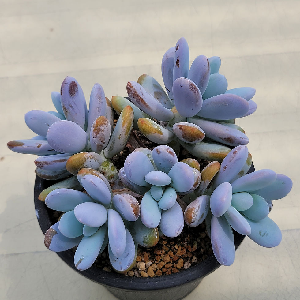 Thumbnail: Pachyphytum Cuicatecanum cluster 