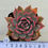 Thumbnail: Echeveria Agavoides Mundy 'Andong' variegated 