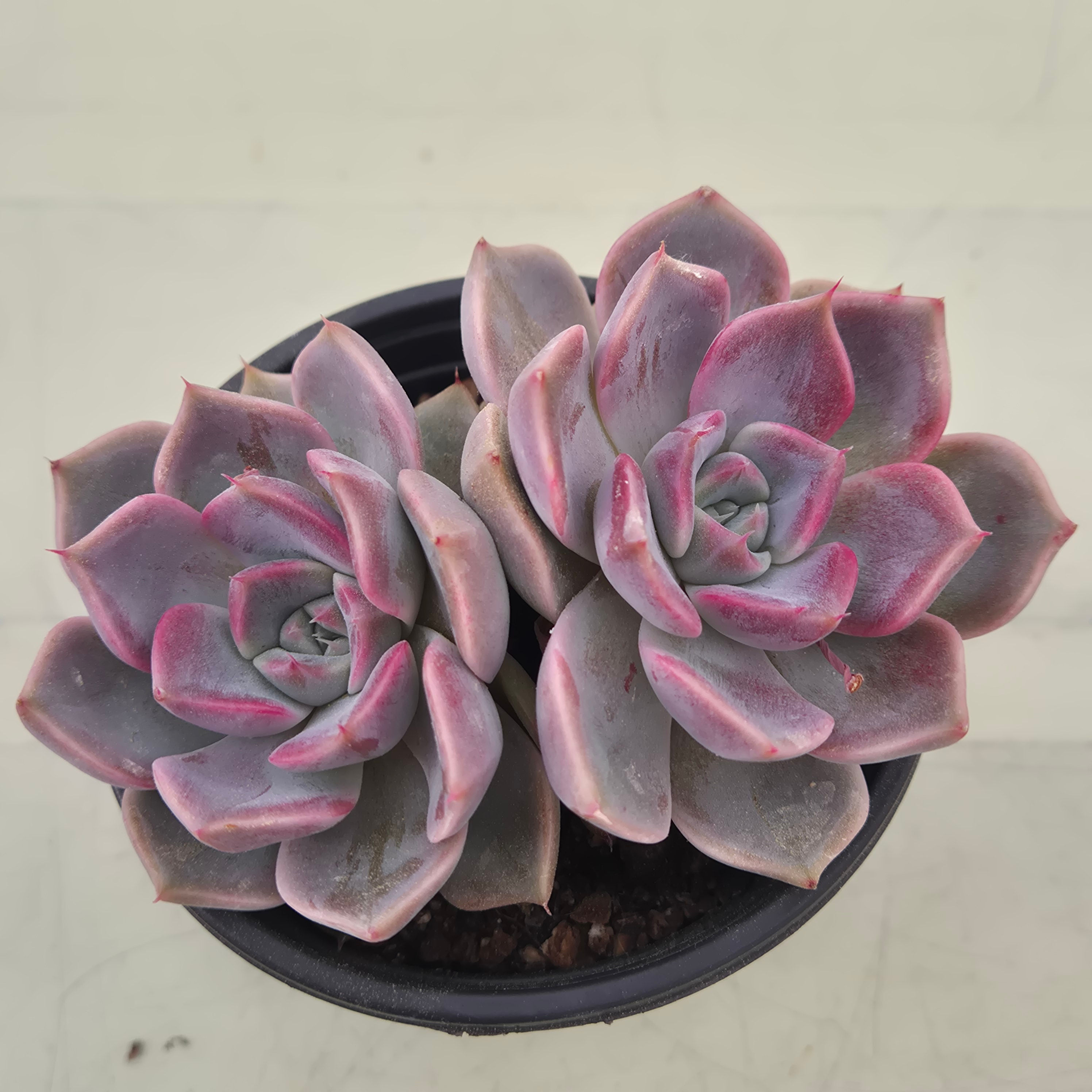 Echeveria Pink Dior 