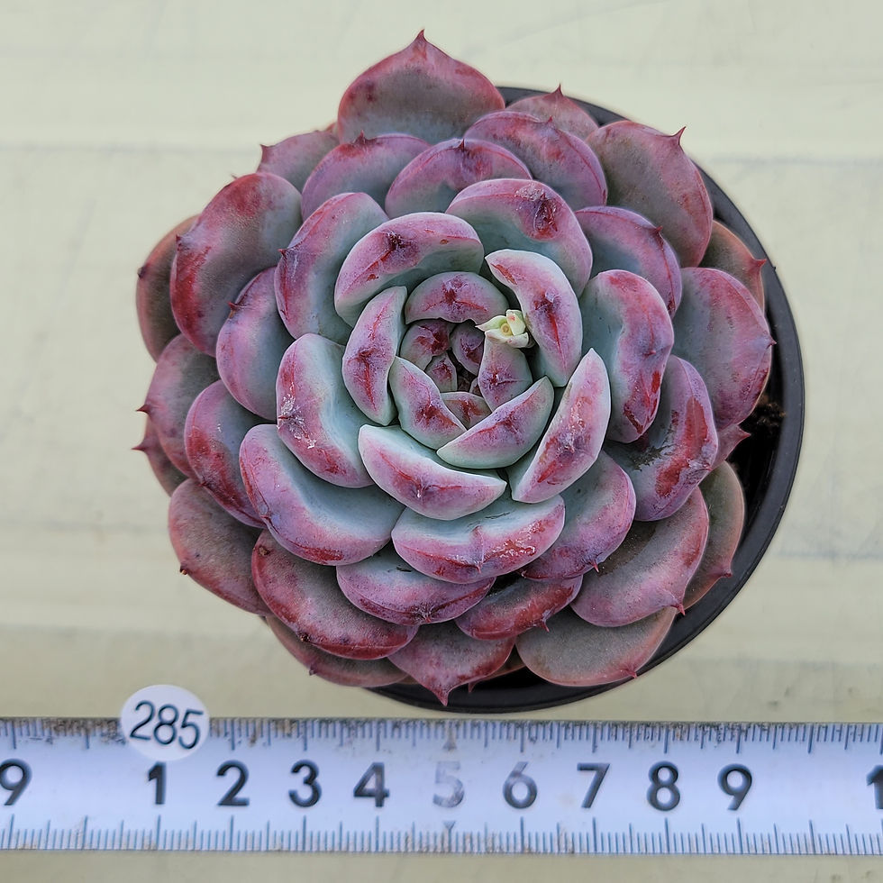 Thumbnail: Echeveria Cherry Shadow 