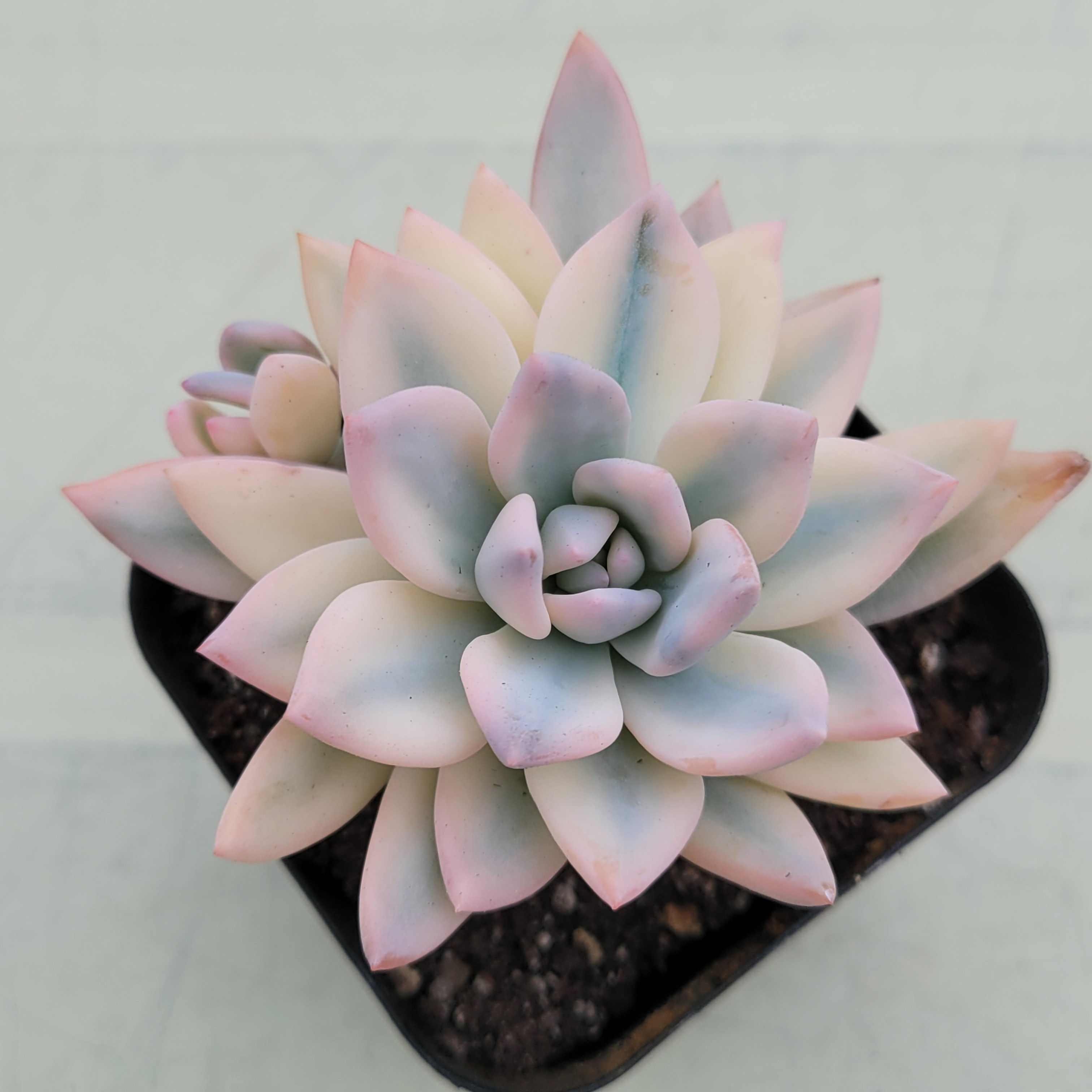 Echeveria cv SIMONOASA variegated 