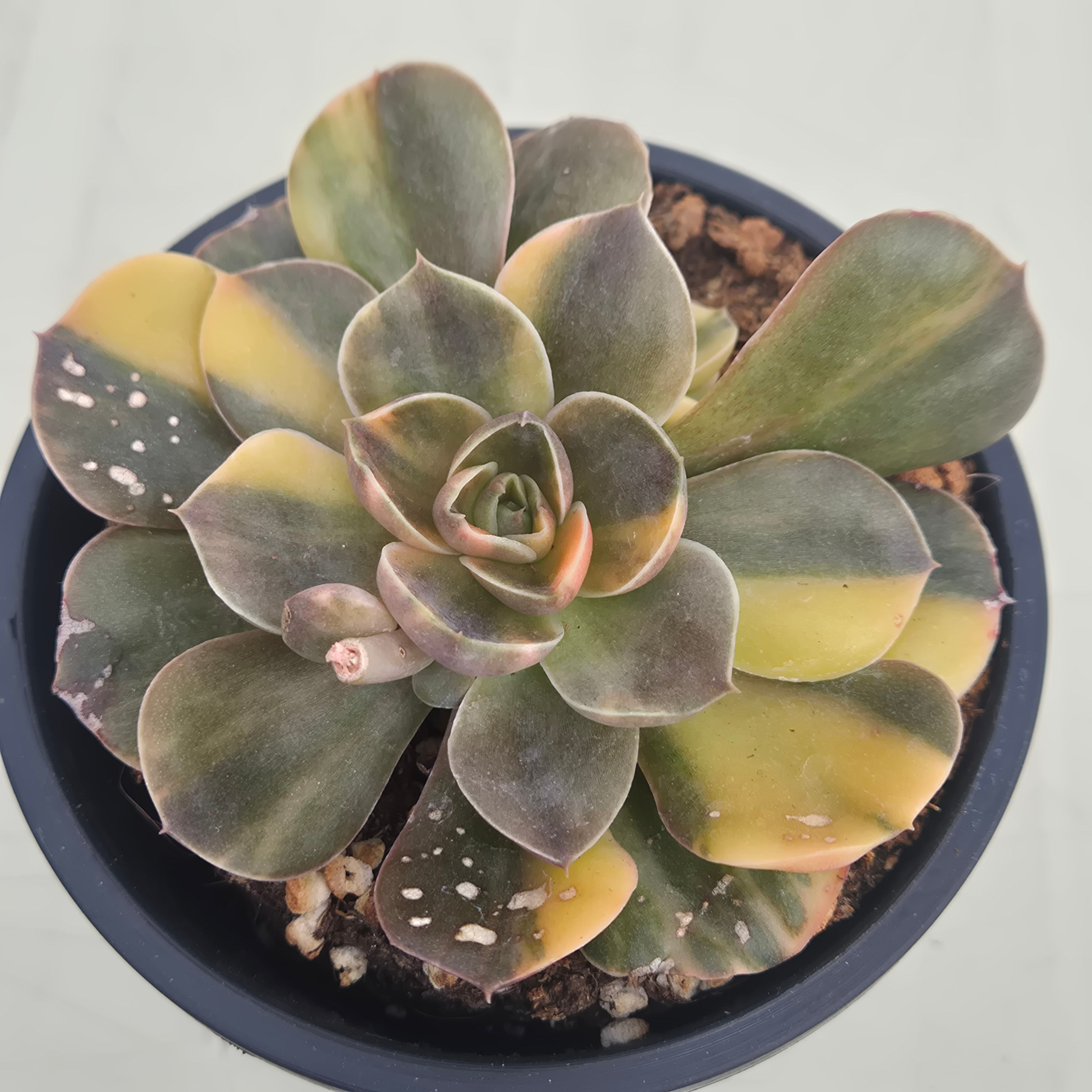 Echeveria Black Rose variegated 