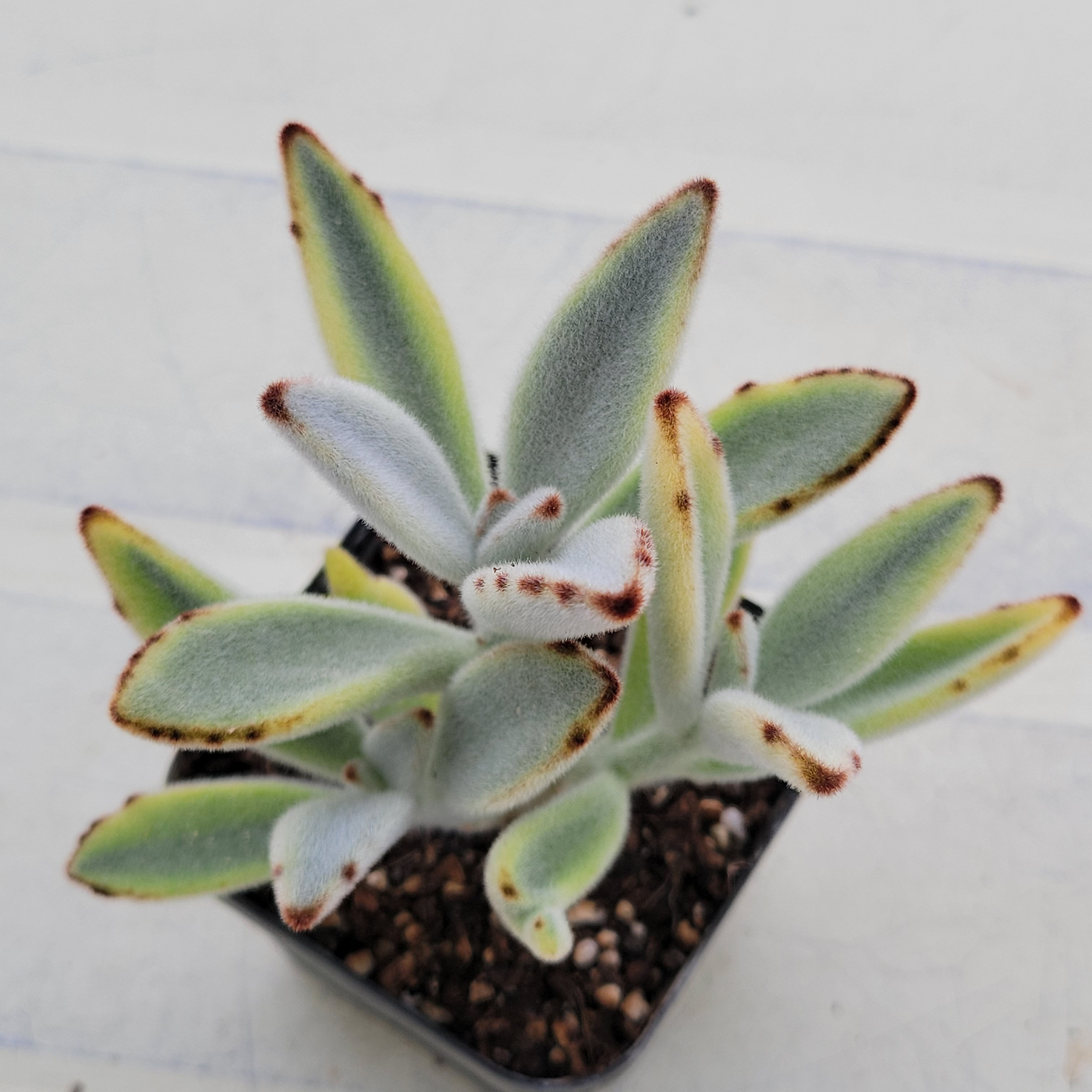 Kalanchoe Tomentosa Moon Rabbit variegated 