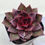 Thumbnail: Echeveria Red Rose 