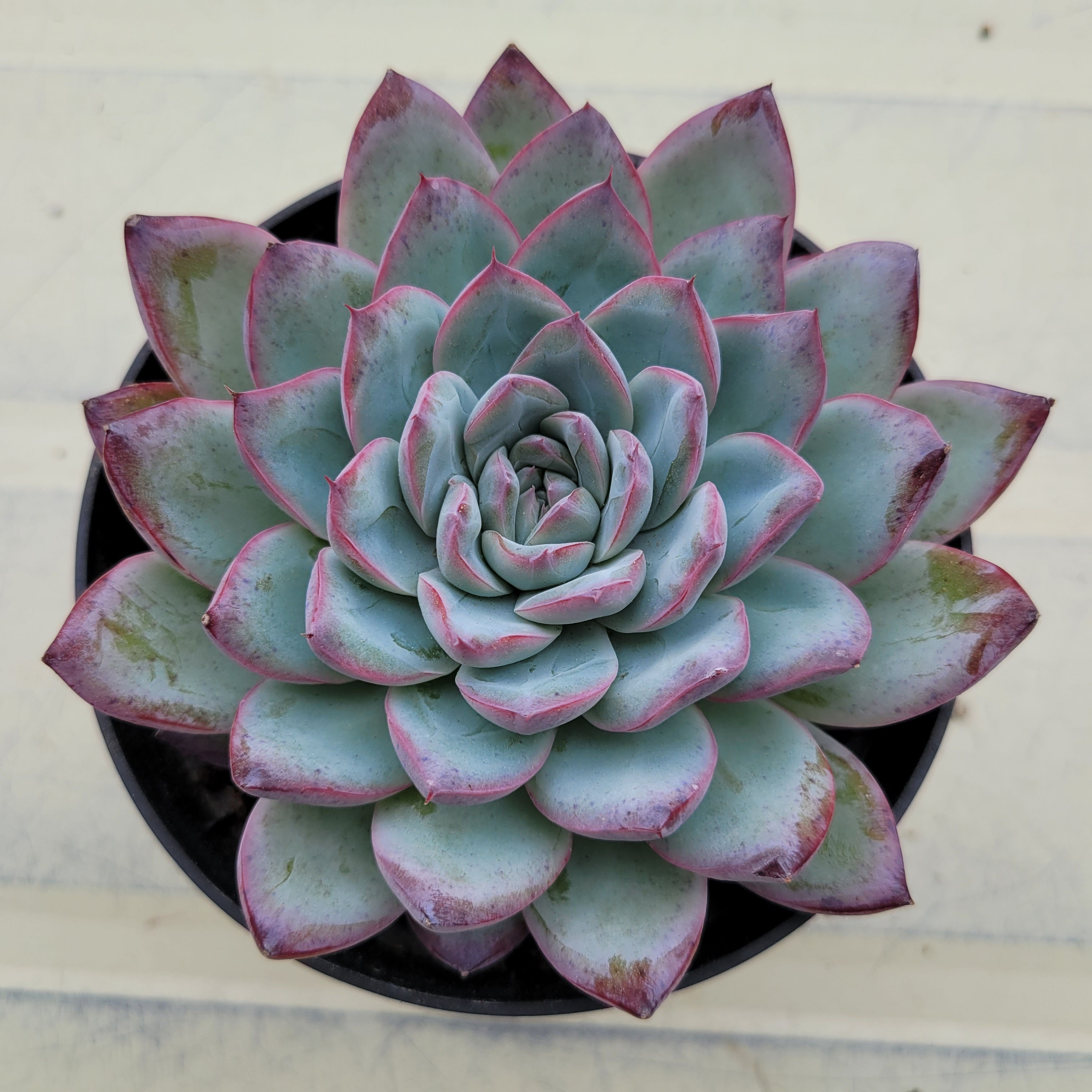 Echeveria Povega 