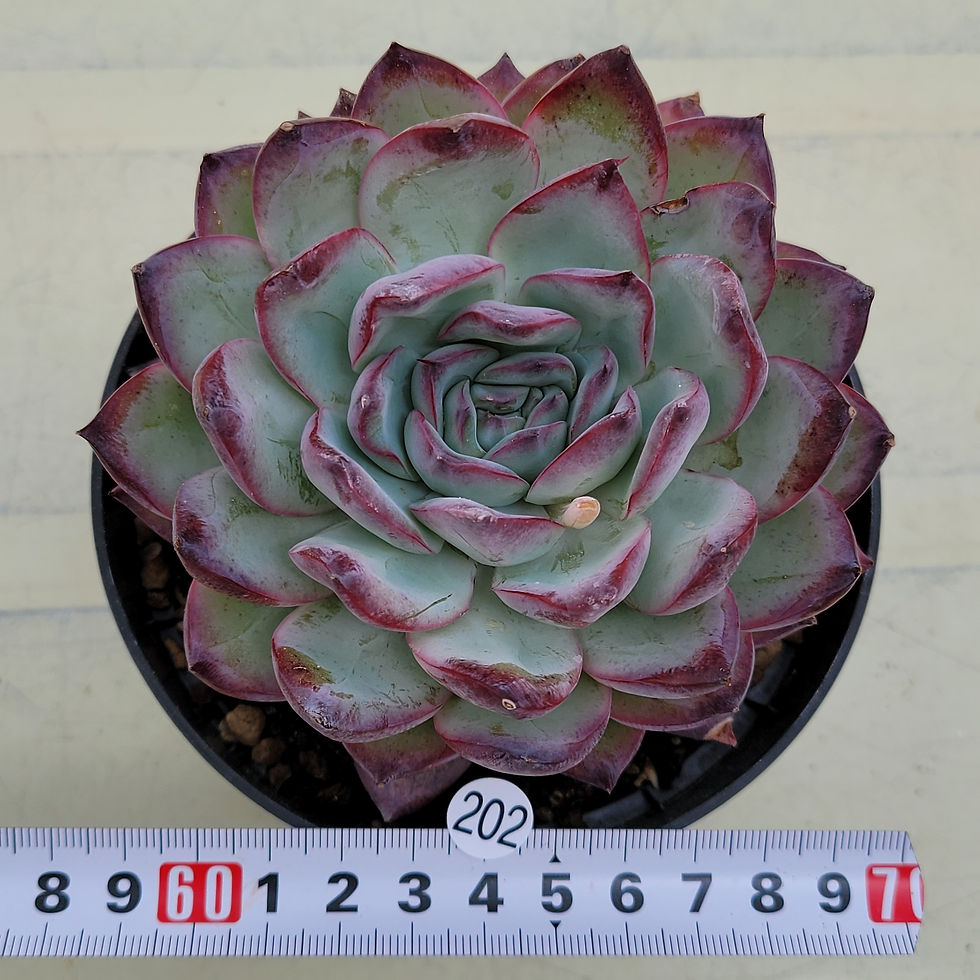 Thumbnail: Echeveria Povega 