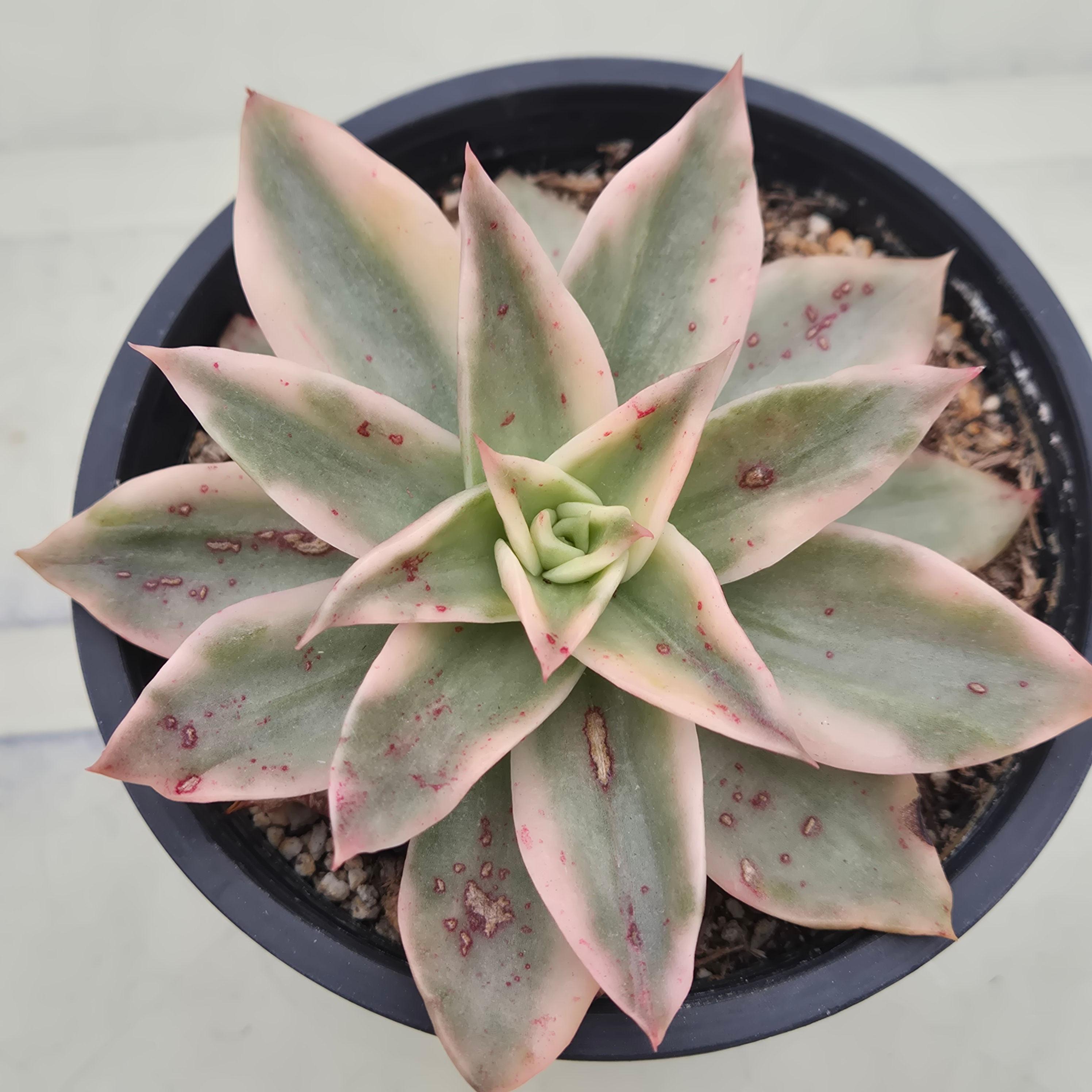 Echeveria Rubella variegated 