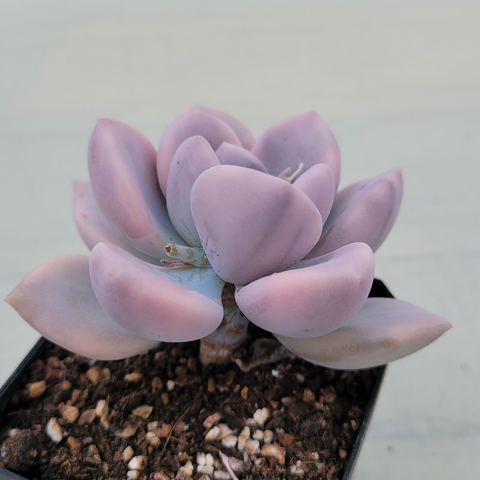 Thumbnail: Graptoveria Opalina variegated 
