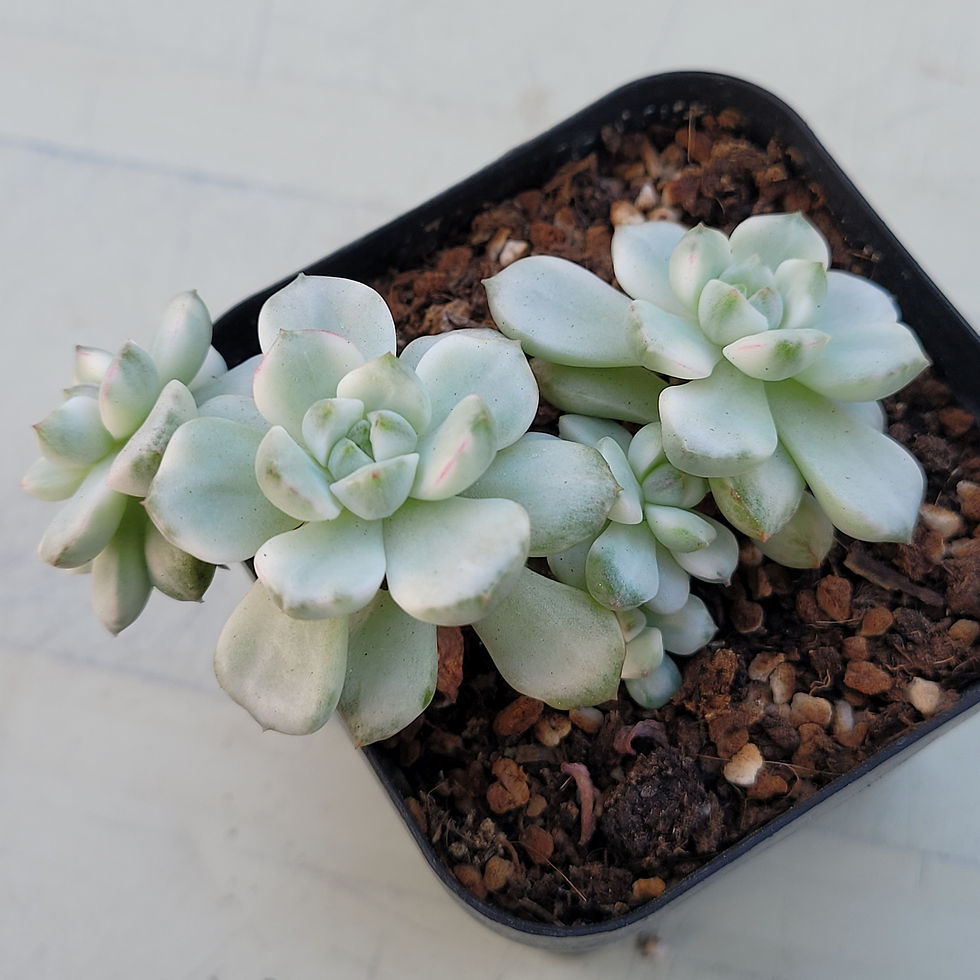 Echeveria Tango white variegated 